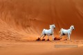deux chevaux blancs dans le désert réaliste de la photo